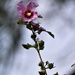 September 1: Rose of Sharon by daisymiller