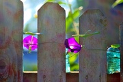 11th Aug 2018 - Fence Flowers