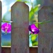 Fence Flowers by lynnz