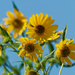 sunflower sky by rminer
