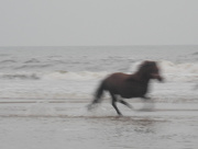 4th Sep 2018 - running horse