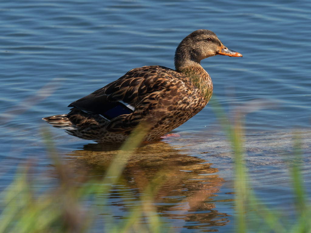 mallard with reflection by rminer