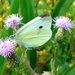 cabbage butterfly by gijsje
