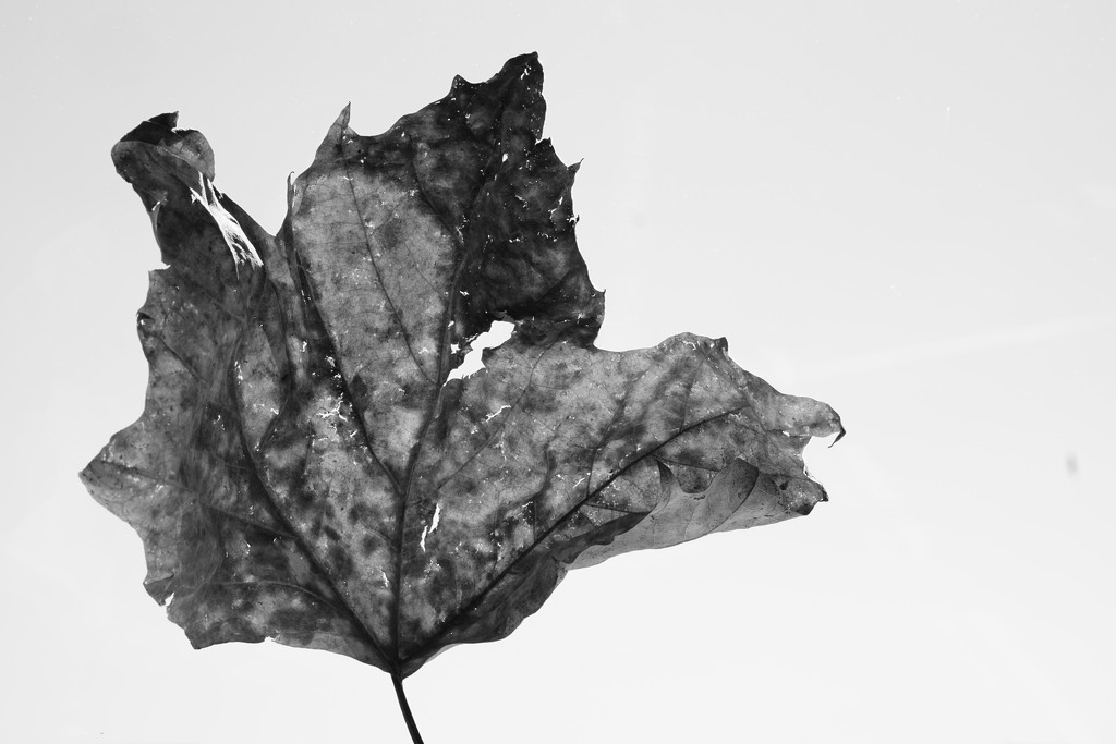 Leaf - Black & White  by granagringa