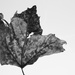 Leaf - Black & White  by granagringa
