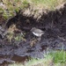 Baby Oystercatcher by selkie