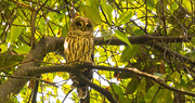 4th Sep 2018 - One More View of the Barred Owl!