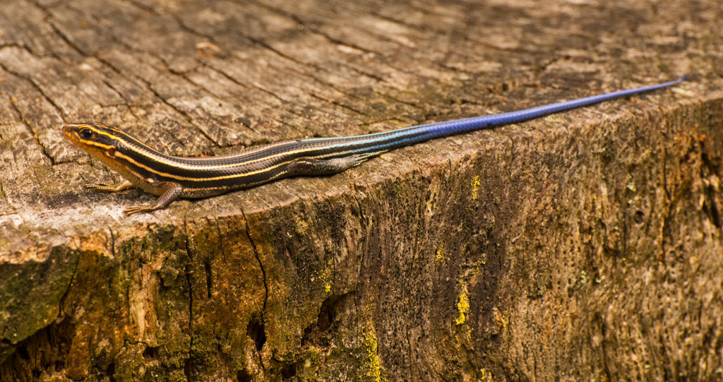 Blue Tailed Skink in Full View! by rickster549
