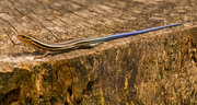 4th Sep 2018 - Blue Tailed Skink in Full View!