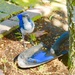 Blue birds  by jnadonza