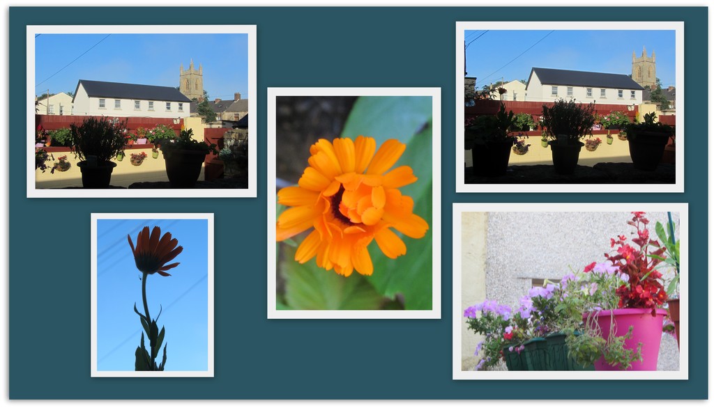 New houses and our garden flowers. by grace55