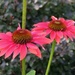 Echinacea by sunnygreenwood