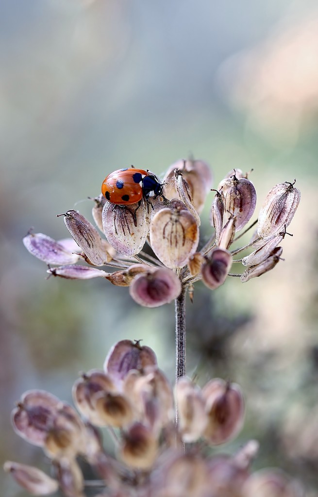 "Photograph A Ladybird", She Said ... by motherjane