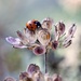 "Photograph A Ladybird", She Said ... by motherjane