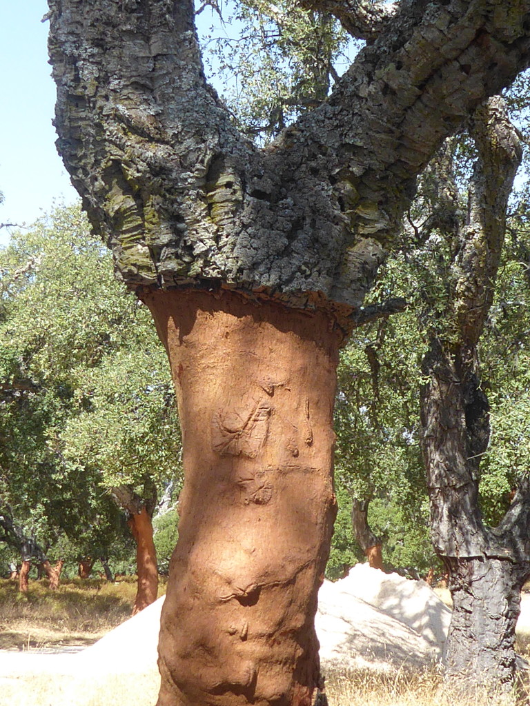 Close up of a cork tree by chimfa