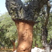 Close up of a cork tree by chimfa