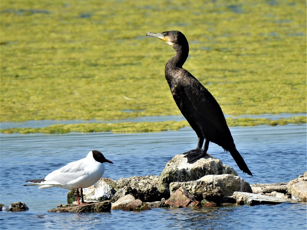  Cormorant and Black Headed Gull  by susiemc