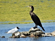 28th Aug 2018 -  Cormorant and Black Headed Gull 