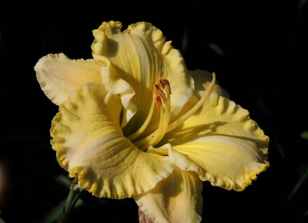Daylily by sunnygreenwood