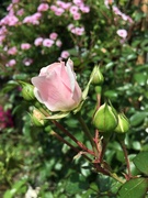 5th Sep 2018 - Rose bud