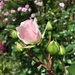 Rose bud by 365projectmaxine