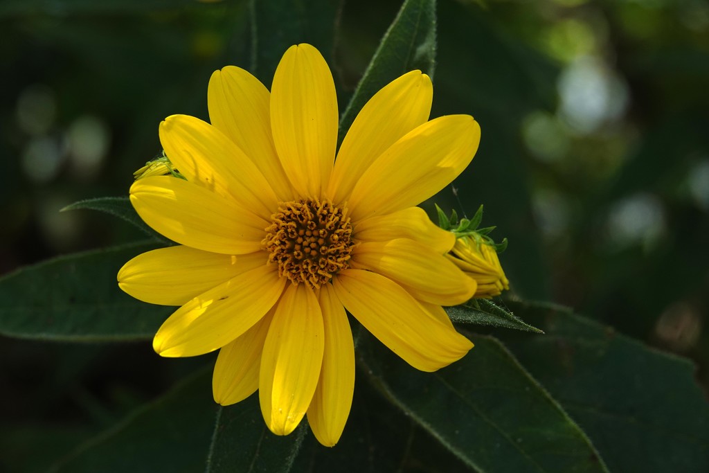 Do Love My Yellow Flowers by milaniet