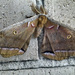 Fuzzy Moth by houser934
