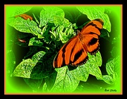 19th Aug 2018 - Bright Orange Butterfly