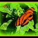 Bright Orange Butterfly by vernabeth