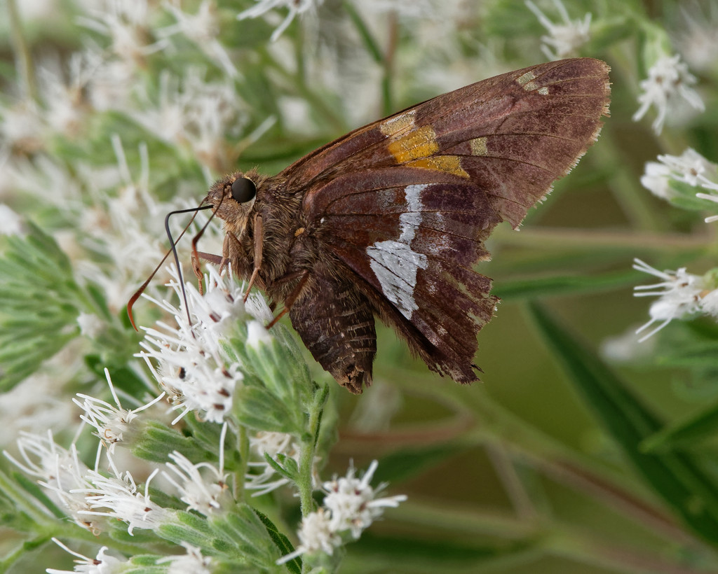 Silver-Spotted Skipper  by rminer
