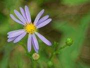 5th Sep 2018 - aster