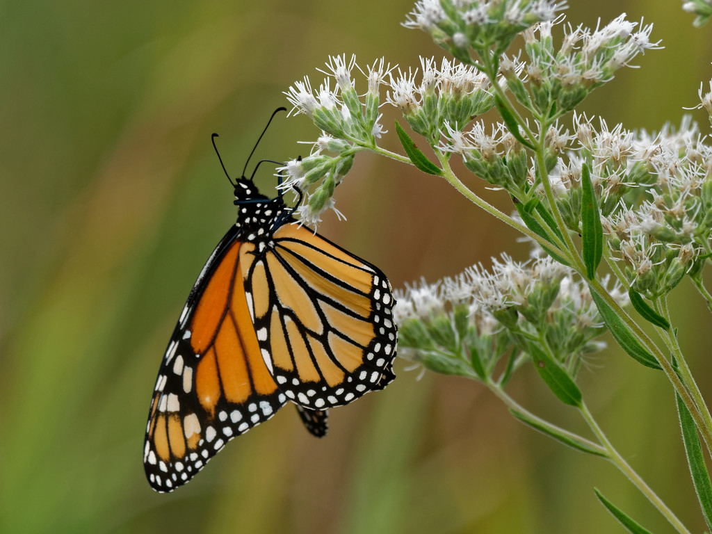 monarch butterfly by rminer