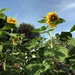 0905sunflowers by diane5812