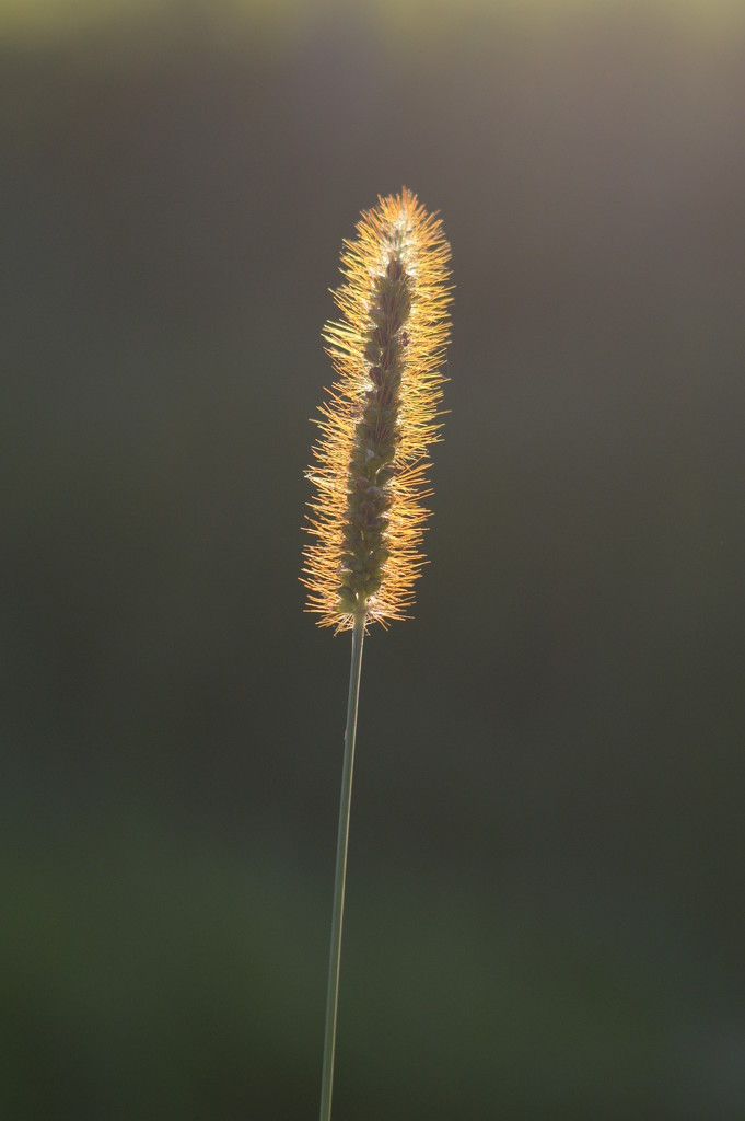 grass in the evening by francoise