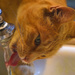 The Zen Of Drinking From A Faucet Sideways by joysfocus