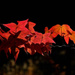 September Leaves by joysfocus