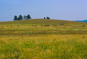 30th Aug 2018 - Where the Buffalo Roam