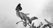 5th Sep 2018 - Butterfly In B&W!
