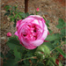Pink Rose flower by kerenmcsweeney