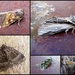 garden moths 38 by steveandkerry