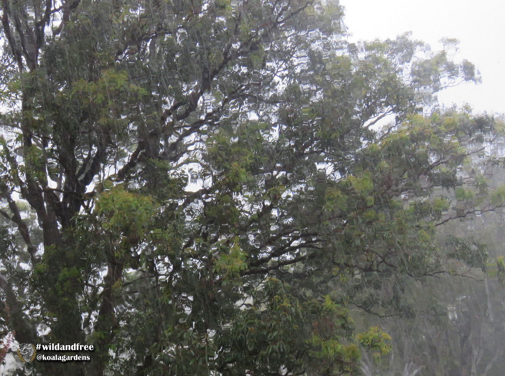 we got rain! by koalagardens