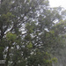 we got rain! by koalagardens