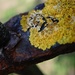 the likeability of lichen by quietpurplehaze