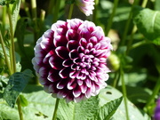 5th Sep 2018 - Dahlia at Anglesey Abbey, UK