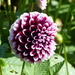 Dahlia at Anglesey Abbey, UK by g3xbm