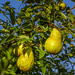Pears by tonygig