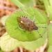 Sloe shieldbug by julienne1