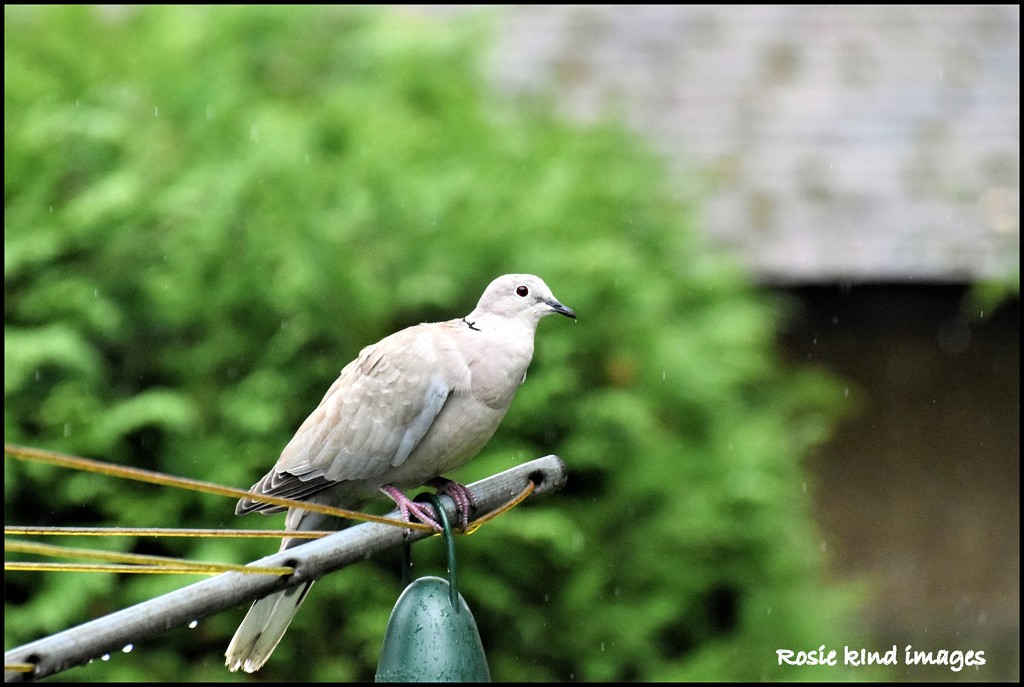 I hadn't seen the collared doves in the back garden for ages by rosiekind