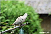 6th Sep 2018 - I hadn't seen the collared doves in the back garden for ages