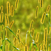 backlit weeds by jernst1779